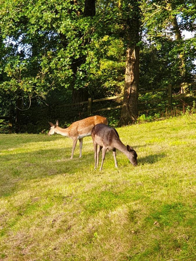 切普斯托Wye Valley Retreat住宿加早餐旅馆 外观 照片